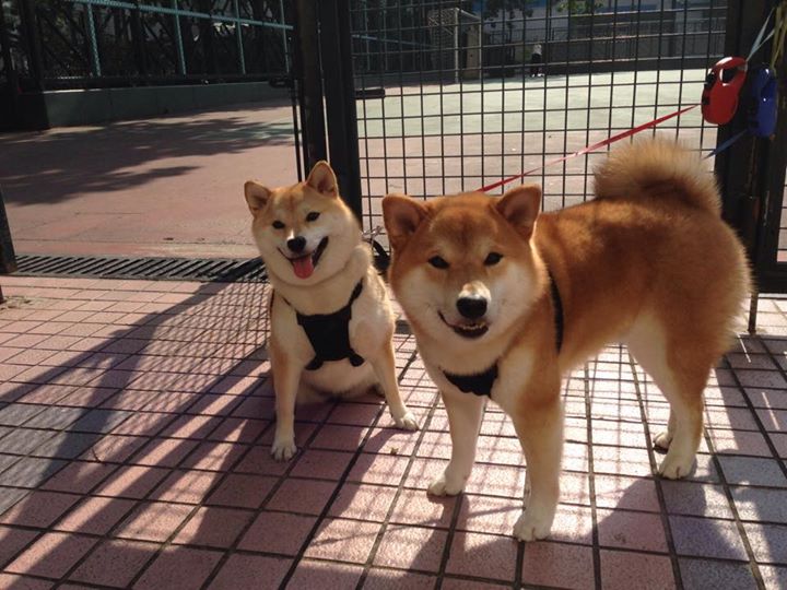 “2025世界运动会:短柄墙球在高新区全民健身馆赛场上,谁能成为头脑与力量的双重冠军?”